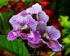 Streptocarpus CHARLIZE
